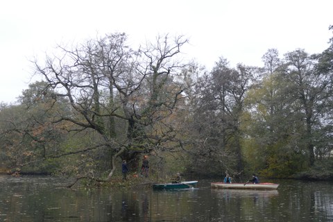 Freistellen der Gold-Eiche auf der südlichen Wiesenteich-Insel und Abtransport des gerodeten Wildaufwuchses mit Booten