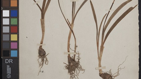 „Galanthus nivalis L.“ im Herbarium Dresdense, Fundort: Loschwitz Garten Villa Lorenz, März 1868, Sammler Eduard Vogler 