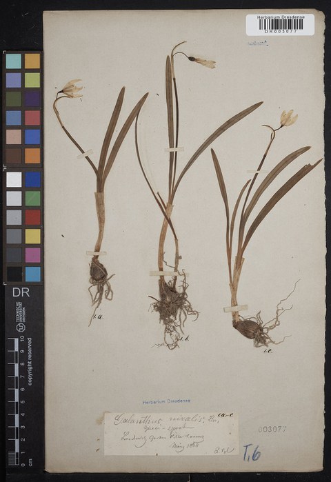 „Galanthus nivalis L.“ im Herbarium Dresdense, Fundort: Loschwitz Garten Villa Lorenz, März 1868, Sammler Eduard Vogler 