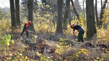 Foto zeigt Holzarbeiten zur Beseitigung von Windbruch im Thammenhainer Schlosspark.
