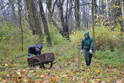 Foto zeigt die Wildwuchsbeseitigung im Thammenhainer Schlosspark durch Studenten und Freiwillige.