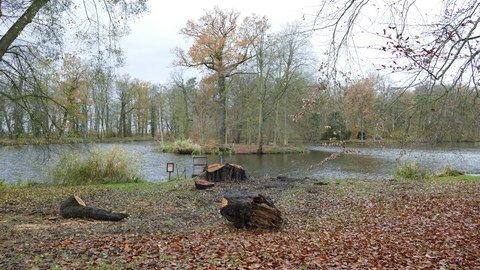 Wiederherstellung der Sicht auf die Insel im Schwanenteich