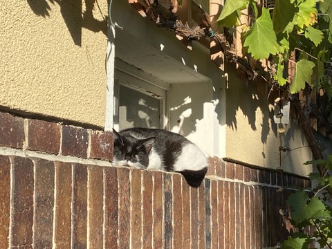 sich sonnende Katze