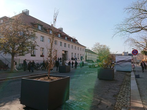 Pflanzkübel mit Bäumen