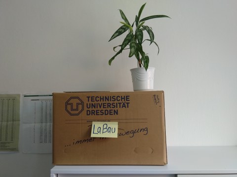 Umzugskarton mit Pflanze