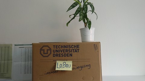 Umzugskarton mit Pflanze