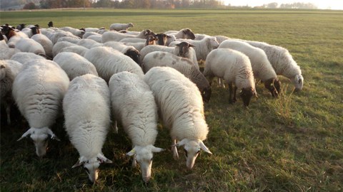 Foto von Schafen auf der Wiese