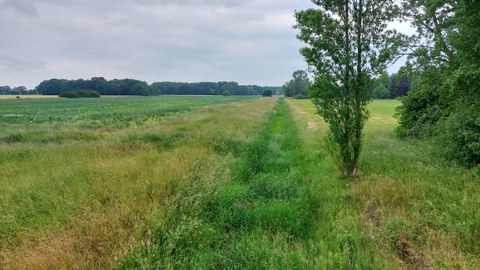 Foto einer vergrasten Parthe