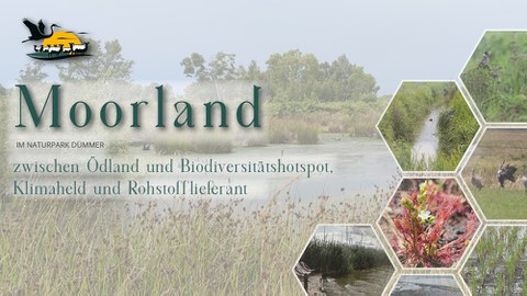 gestaltete Seit zum Dümmer Moor mit verschiedenen Kästchen und darin Flora, Fauna und Häuser