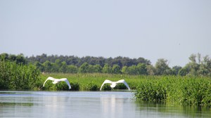 Das Bild zeigt ein Foto von Schwänen, welche über eine Wasserlandschaft fliegen.