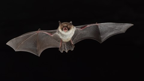 Foto einer Fledermaus