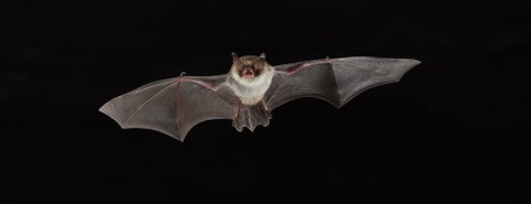 Foto einer Fledermaus