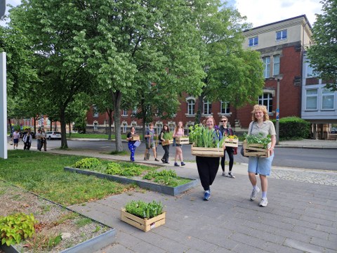 Neupflanzung am Barkhausenbau