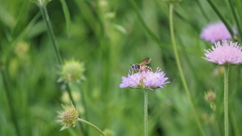 Biene auf Acker-Witwenblume