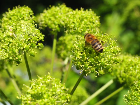 Biene auf Doldenblütler