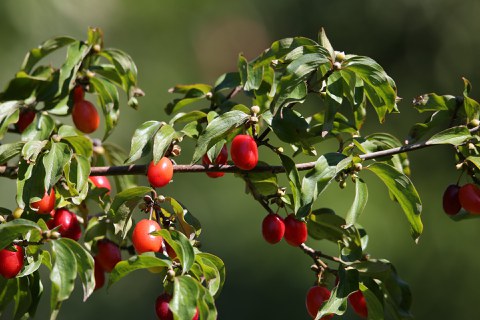 Rote Beeren von Cornus mas an einem ZWeig mit Blättern