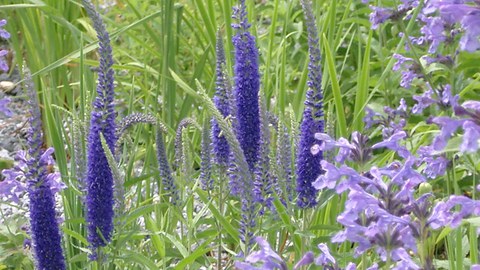 Iris-Minzen-Wiese im Landschaftspark Riem in München