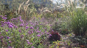 Höhenstaffelung: Verbene, Heuchera, Gräser