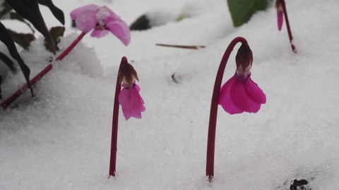 Veilchen im Winter im Schnee