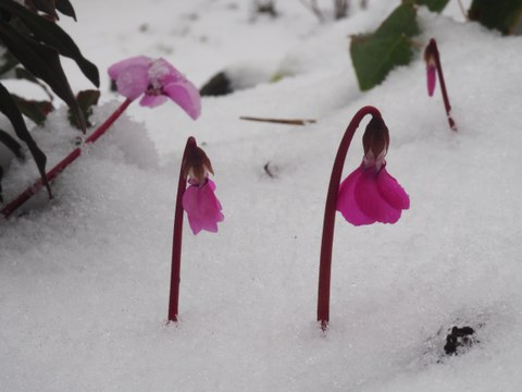 Veilchen im Winter im Schnee