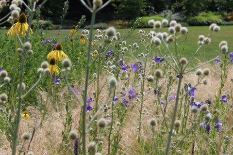 Staudenplfanzung mit Sonnenhut und Mannstreu im Sommer