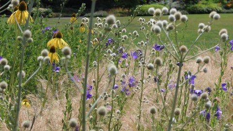 Staudenplfanzung mit Sonnenhut und Mannstreu im Sommer