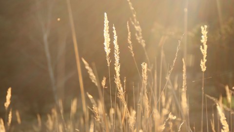 Gräser im Abendlicht