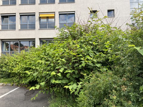 Japanischer Staudenknöterich am Gerber-Bau.