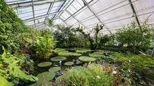 Das Foto zeigt eine großes Gewächshaus mit einem See in der Mitte. Auf dem See schwimmen Seerosen und andere Gewächse.