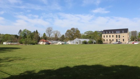 Wiesenfläche am Rande des Großen Garten in Dresden