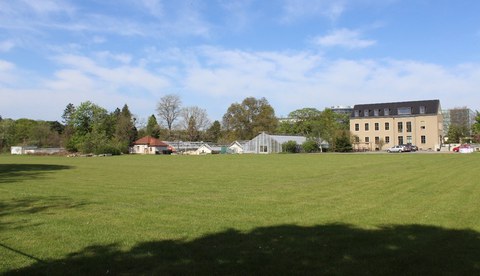 Wiesenfläche am Rande des Großen Garten in Dresden