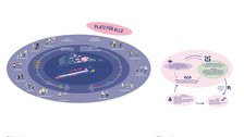 Flächennutzung und Flächenvergabe