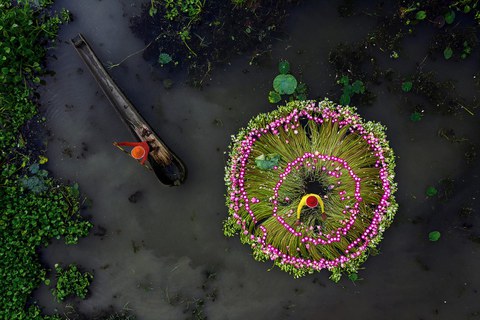 Lilies_for_Livelihoods_by_Shibasish_Saha
