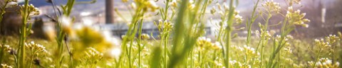 Foto junger Wiesenpflanzen mit unscharfen Gebäuden im Hintergrund