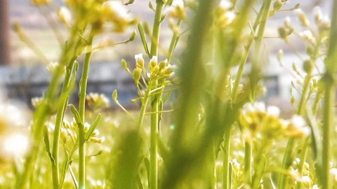 Foto junger Wiesenpflanzen mit unscharfen Gebäuden im Hintergrund