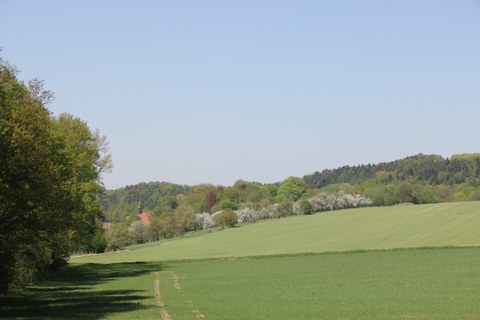 Foto zeigt den Gutspark in Thürmsdorf, der aus weiten Fluren besteht und von Gehölzen umrandet ist.