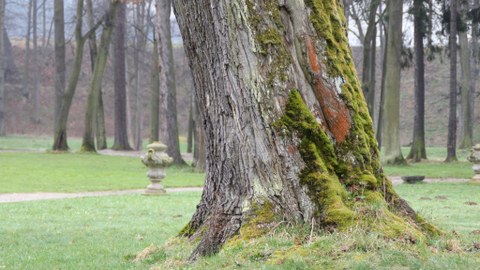 Foto zeigt eine Gartenimpression im Hirschberger Tal. Zu erkennen sind alte Gehölze und eine Vase, die unmittelbar an einen Weg grenzt.