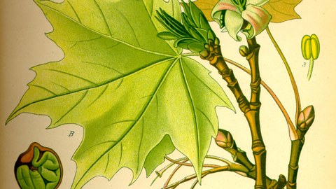 Historische Buchseite mit Illustration eines Acer platanoides