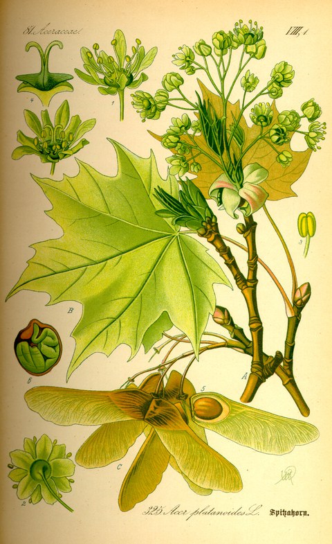 Historische Buchseite mit Illustration eines Acer platanoides