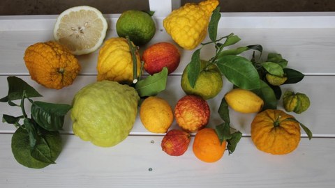 Foto zeigt verschiedenartige Zitrusfrüchte, die in Form, Farbe und Aussehen stark variieren.