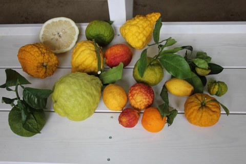 Foto zeigt verschiedenartige Zitrusfrüchte, die in Form, Farbe und Aussehen stark variieren.