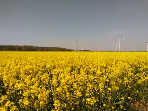 Foto eines blühenden Rapsfeldes, im Hintergrund Windkraftanlagen