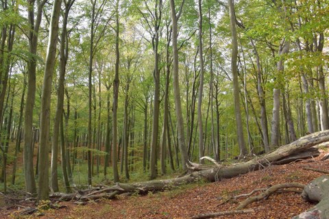 Foto von Bäumen im Wald