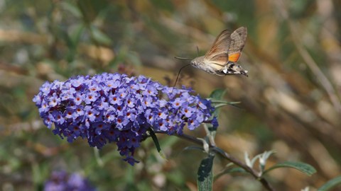 Foto eines Falters auf der Blüte eines Schmetterlingsflieders