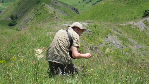 Foto eines Mannes, der Wiesenblumen auf einer Wiese im Kaukasus bestimmt.