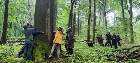Menschen umarmen einen dicken Baum in einem Wald