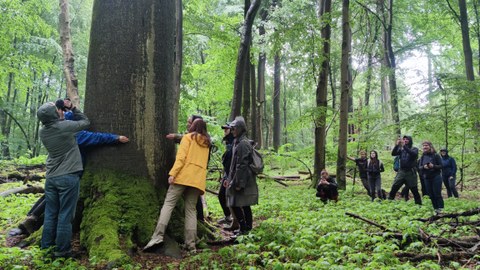 Menschen umarmen einen dicken Baum in einem Wald
