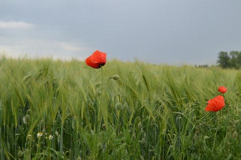 Foto eines Getreidefelds mit zwei roten Mohnblumen