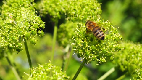 Biene auf Doldenblütler