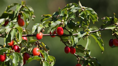 Rote Beeren von Cornus mas an einem ZWeig mit Blättern